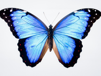 Zdjęcie Dzień Autyzmu